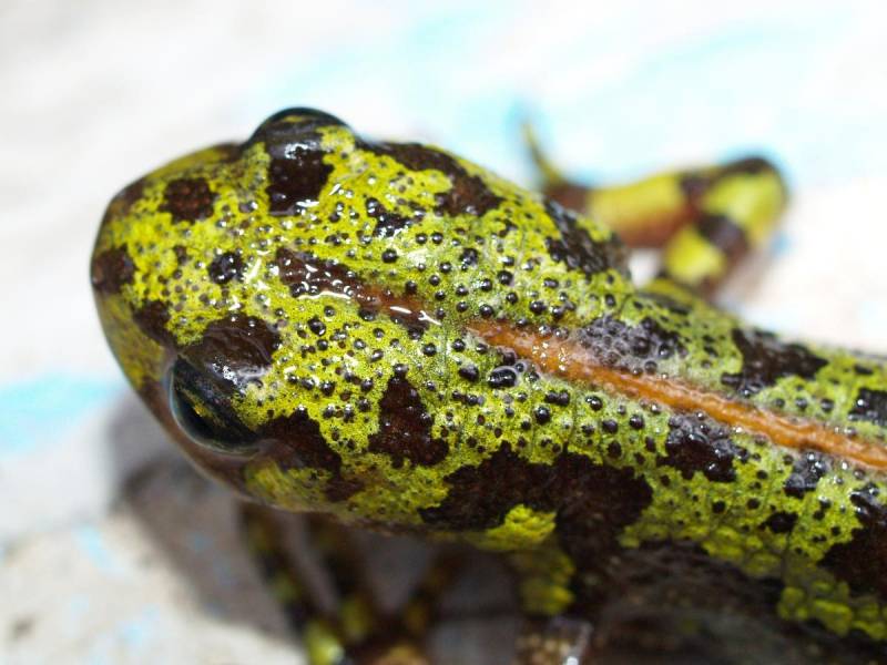 Una tercera parte de los anfibios y reptiles de España podría desaparecer este siglo