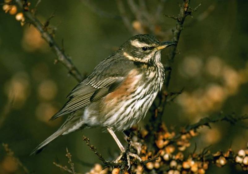 El zorzal alirrojo (Turdus iliacus) solía invadir los países europeos en los inviernos grises y desapacibles