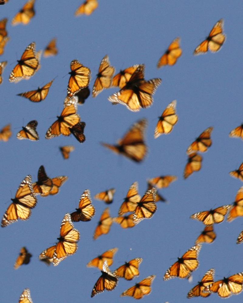 Las antenas de las mariposas monarca las guían hacia México