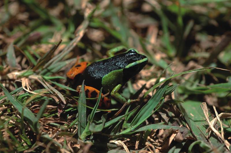Cerca de 17.000 especies están en peligro de extinción en todo el mundo