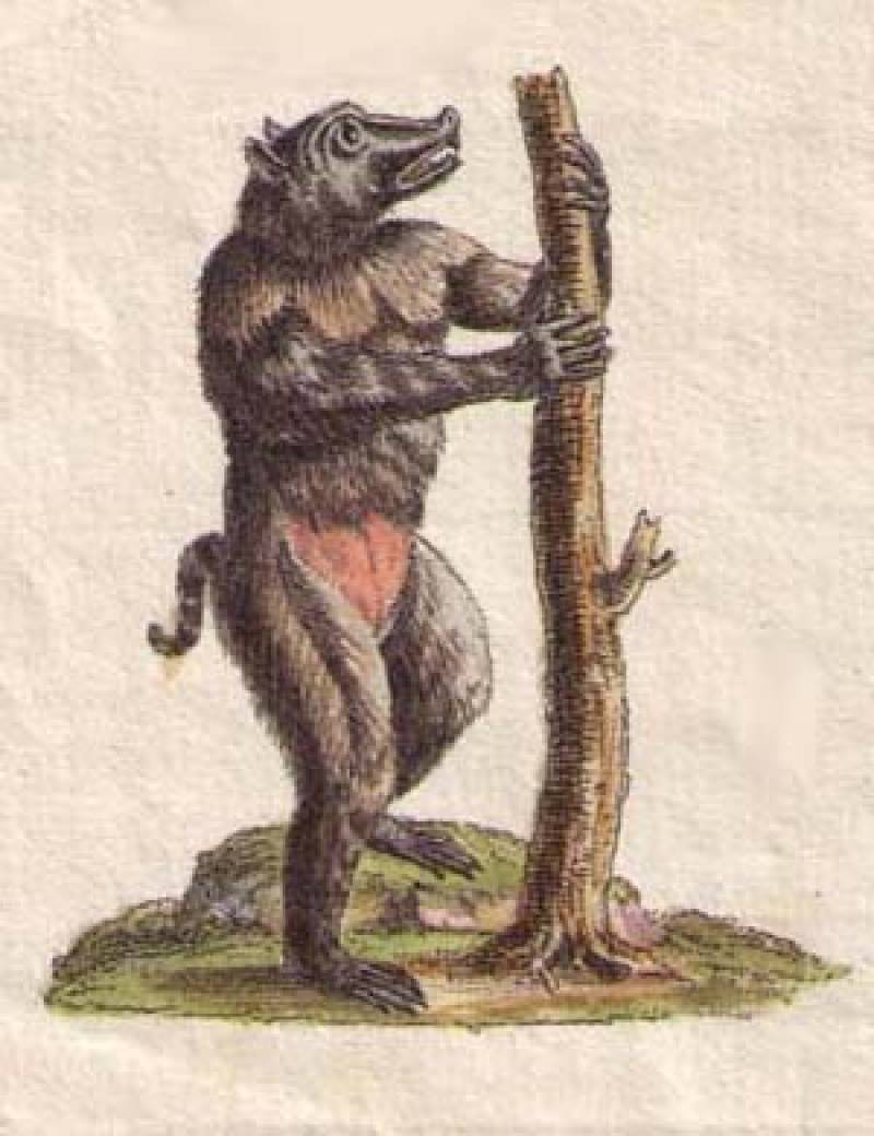 Darwin mató al hombre lobo