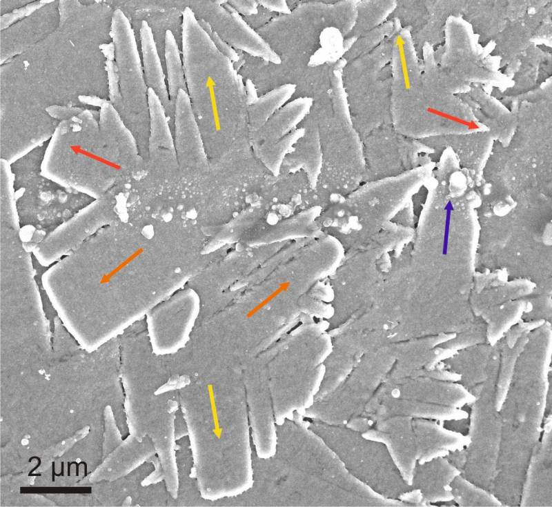 Describen el crecimiento ordenado de los cristales de las conchas