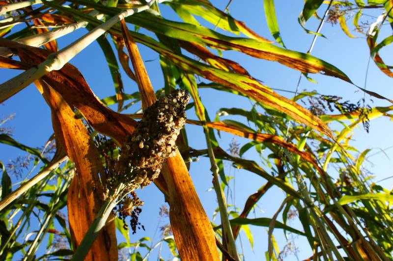 Europa autoriza por primera vez en doce años el cultivo de una patata transgénica
