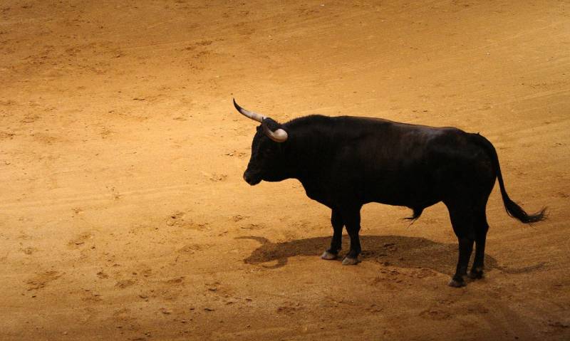 La cruda realidad del toro de lidia