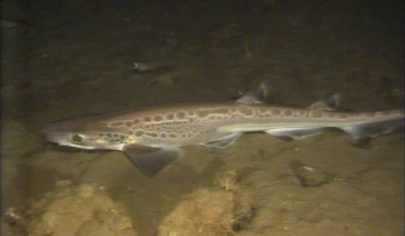 Los tiburones de las profundidades del Mar Cantábrico son cazadores oportunistas