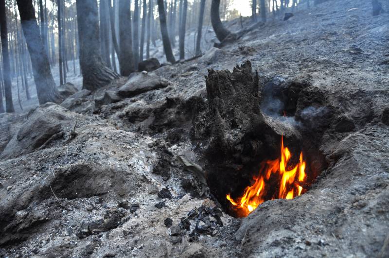 Prueban la reacción de las plantas al fuego (II)