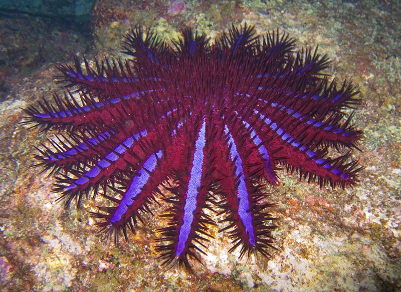 Las reservas marinas también ayudan a proteger a los arrecifes de coral