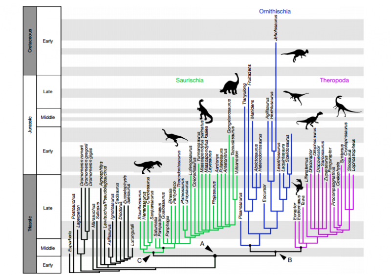 Relaciones filogenéticas de los primeros dinosaurios