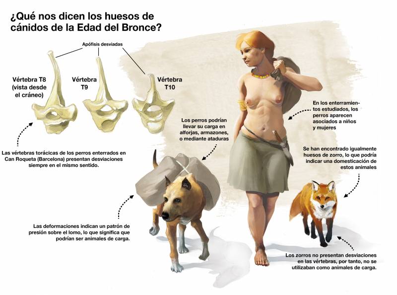 Zorros domésticos en la Edad de Bronce