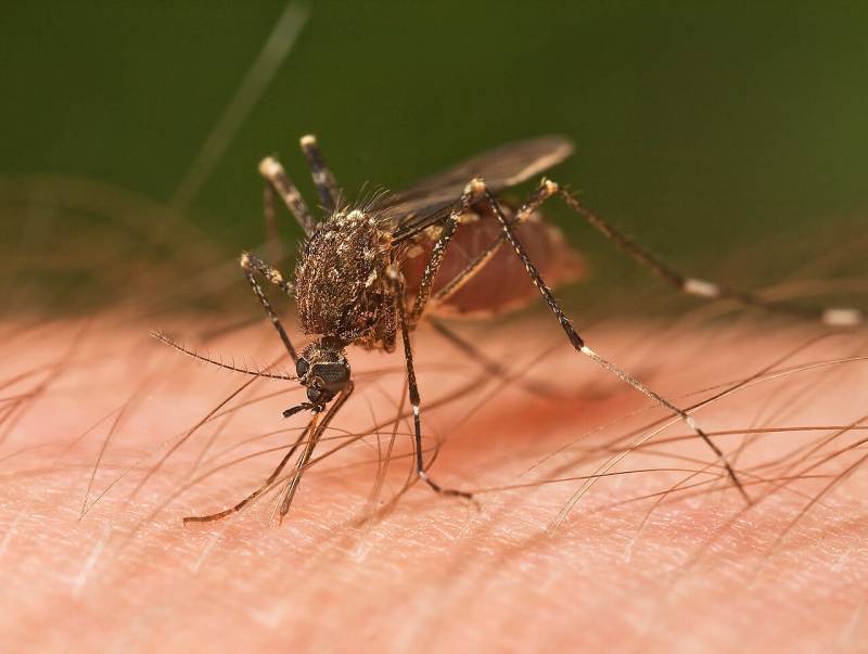 Mosquito picando