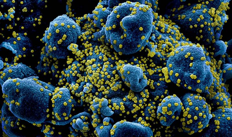 ¿El coronavirus es un ser vivo?