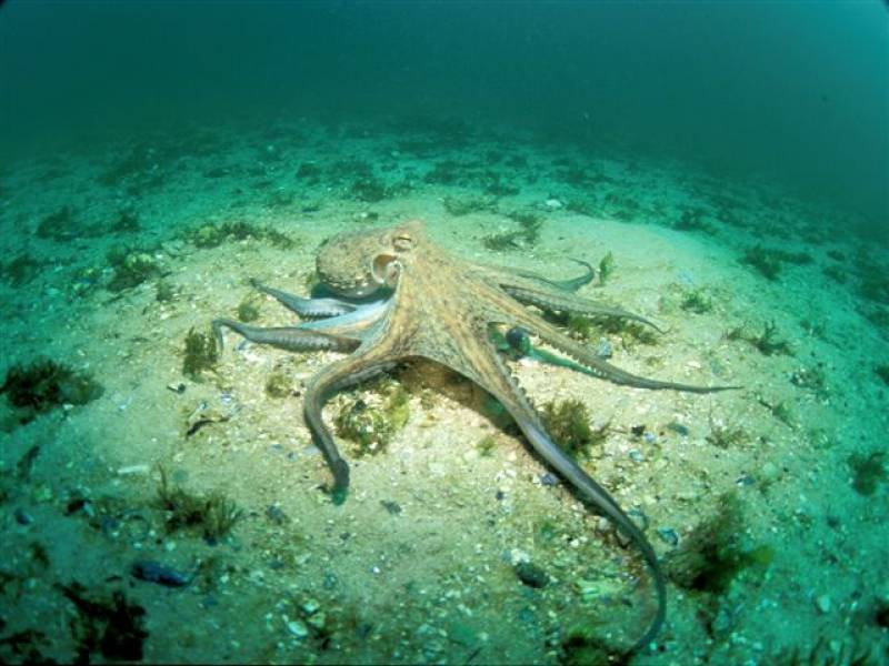El pulpo, un modelo de ocho brazos