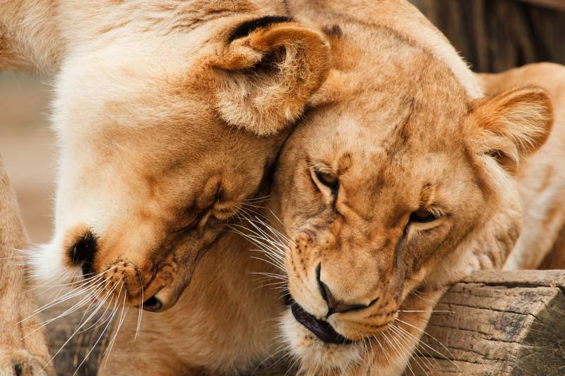 Enamorarse como un animal