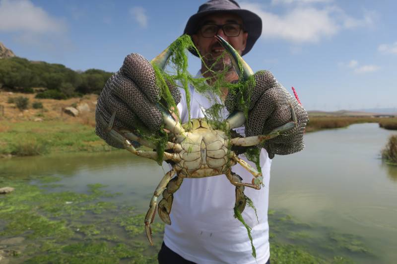 Técnico del CSIC con un ejemplar de cangrejo azul (Callinectes sapidus) en el río Cachón (Zahara de los Atunes, Cádiz)