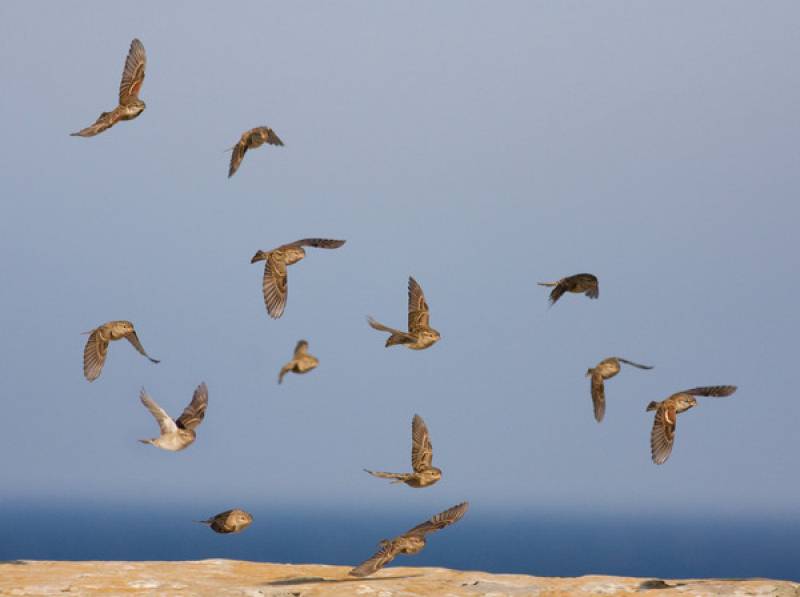 La crisis climática corta las alas a las aves migratorias 