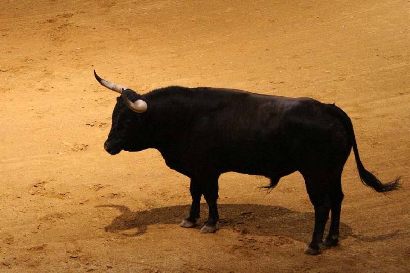 La cruda realidad del toro de lidia
