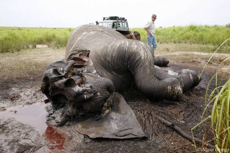 Imagen de un elefante asesinado junto al biólogo español Luis Arranz