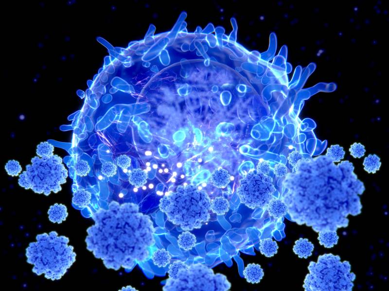 Los linfocitos T no nos salvarán del coronavirus, pero ayudarán a resolver el puzle inmunitario