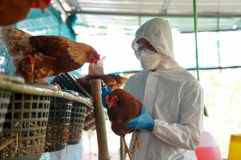 México consigue frenar la gripe aviar, un virus que mantiene al mundo en alerta 