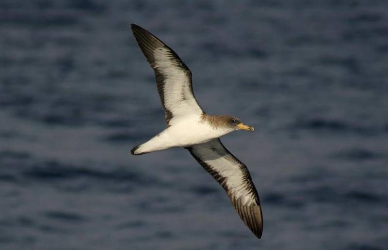 Tras la pista de la pardela cenicienta mediante marcadores biogeoquímicos