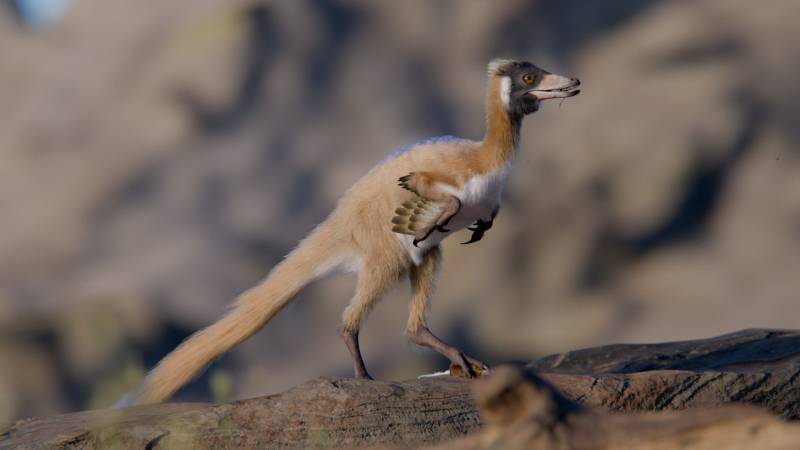 Un nuevo fósil revela los secretos de un enigmático grupo de dinosaurios: los alvarezsaurios