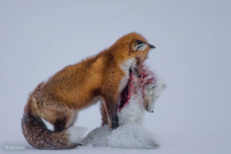 ‘Historia de dos zorros’, ganadora del Wildlife Photographer of the Year 2015