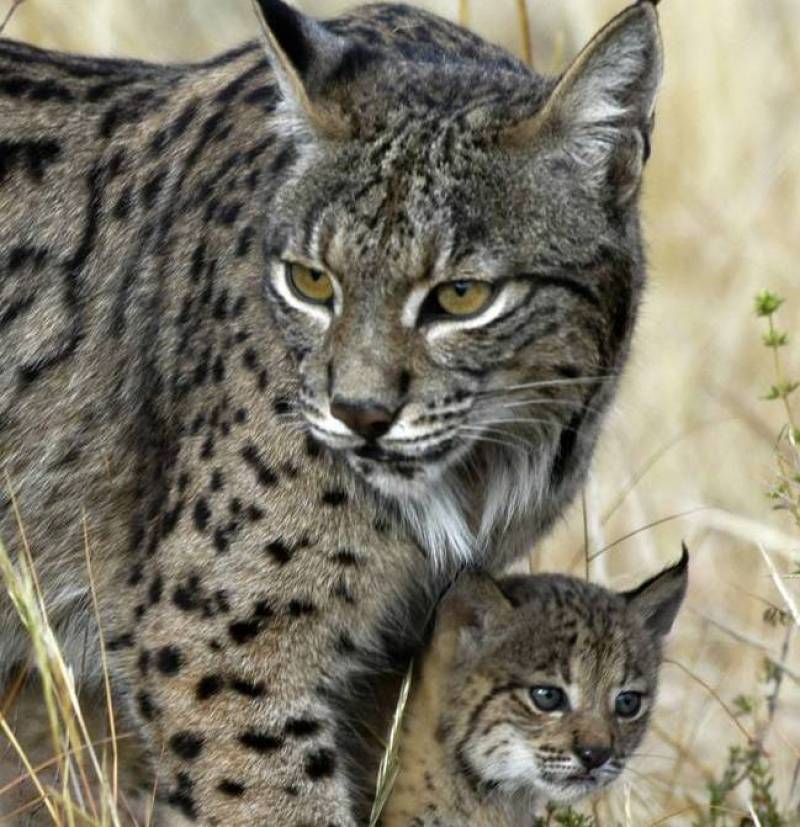 Imagen de un lince ibérico