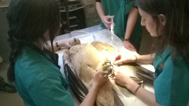 Águila imperial atendida en el hospital del GREFA / SINC
