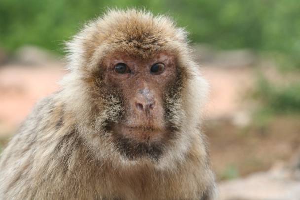 Los monos de Gibraltar viejos interactúan con aquellos a los que puede predecir mejor. / JuliaMörchen. Centro alemán de Primates