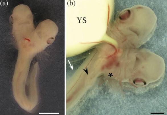 El embrión tenía dos cabezas, dos corazones, dos esófagos, dos estómagos, dos hígados, pero un único intestino con una válvula espiral. / V. Sans-Coma et al.