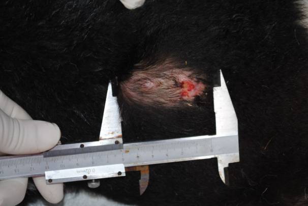 Un investigador mide un tumor de uno de los demonios de Tasmania enfermos que participó en el ensayo. / Universidad de Tasmania