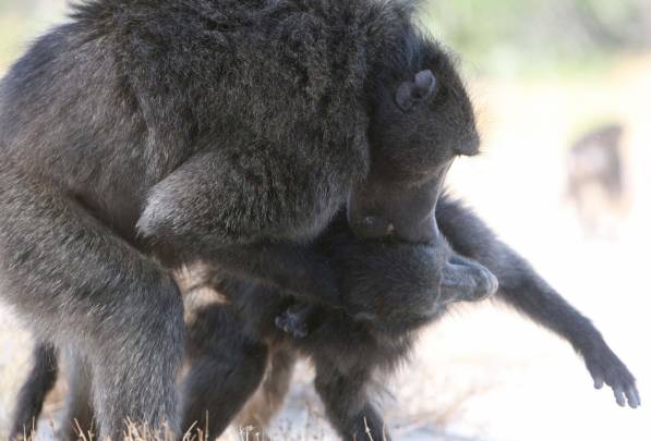 Macho babuino atacando a una hembra. / Alecia Carter