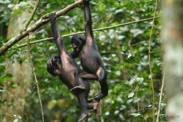 El equipo examinó la paternidad de 24 bonobos nacidos entre 2002 y 2013. / Zanna Clay