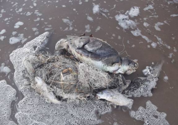 Esta tortuga verde quedó atrapada en redes de pesca abandonadas en las costas de Uruguay. / Karumbe