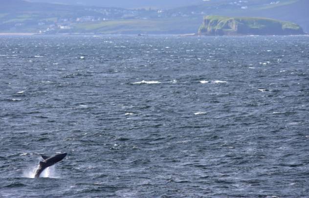 Un tiburón peregrino pillado in fraganti en las costas de Irlanda. / Bren Whelan