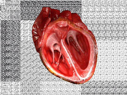 Animación que representa el latido de un corazón humano abierto. / Wikipedia