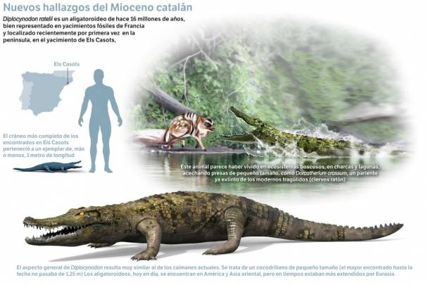 El estudio destaca el pequeño tamaño del reptil, de no más de un metro de longitud. / José Antonio Peñas (Sinc)