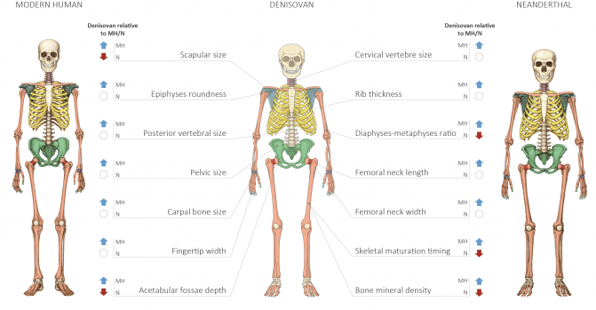 Modelo anatómico de un humano moderno, un neandertal y un denisovano. / Maayan Harel).
