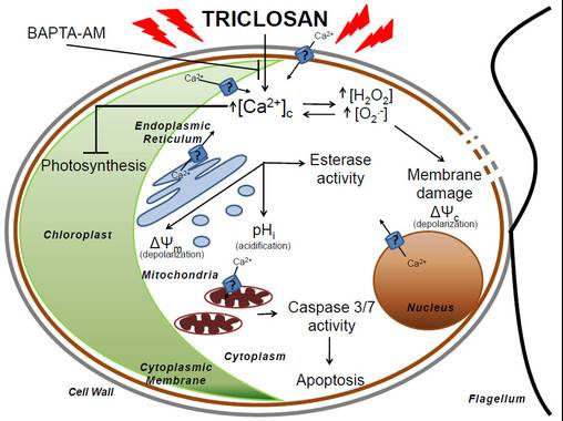 Esquema de las respuestas celulares desencadenadas por el triclosan en Chlamydomonas reinhardtii. / González-Pleiter et al. (2017)