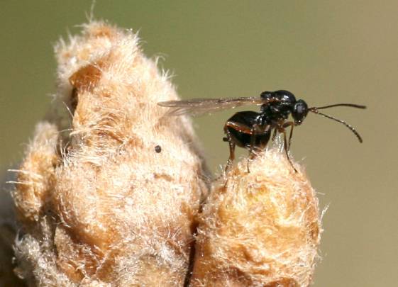 Una avispa de las agallas de los robles  en el momento de depositar sus huevos en una yema de roble.