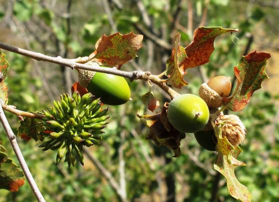 Agalla de Diastrophus rubi en los tallos de la zarzamora (Rubus spp.).
