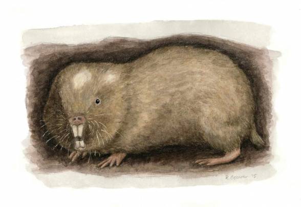 Ilustración del Fukomys livingstoni / Rebecca Gelertner