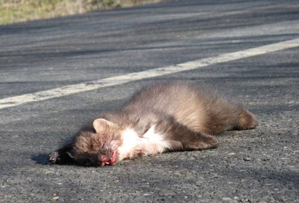 Una garduña atropellada en una de las carreteras analizadas. / Aimara Planillo-TEG UAM