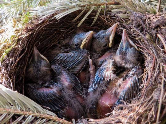 Las crías de aves producen heces encapsuladas en una cobertura mucosa. / Wikipedia