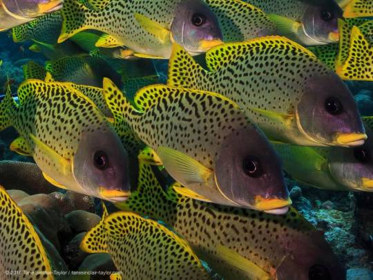 Un banco de peces de arrecifes de coral. / Tane Sinclair-Taylor