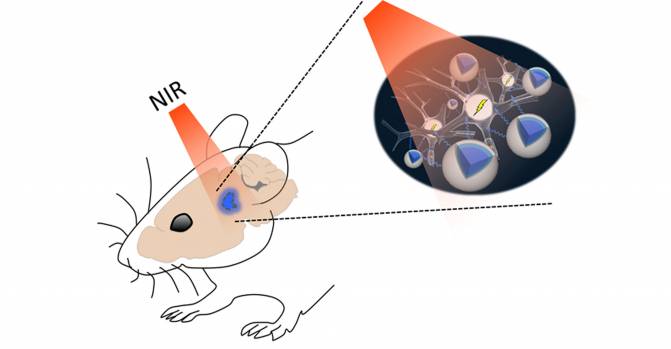 La luz infrarroja cercana (NIR) atraviesa el tejido cerebral de forma no invasiva y activa las neuronas a través de las nanopartículas. / Dr. Shuo Chen y Dr. Thomas J. McHugh