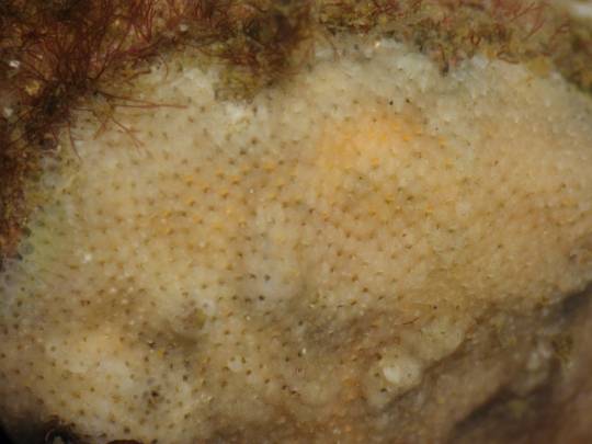 Una de las nuevas especies descubiertas en Madeira, Rhynchozoon papuliferum. / Javier Souto et al
