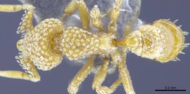 Strumigenys lantaui es otra de las especies nuevas para la ciencia. / The University of Hong Kong