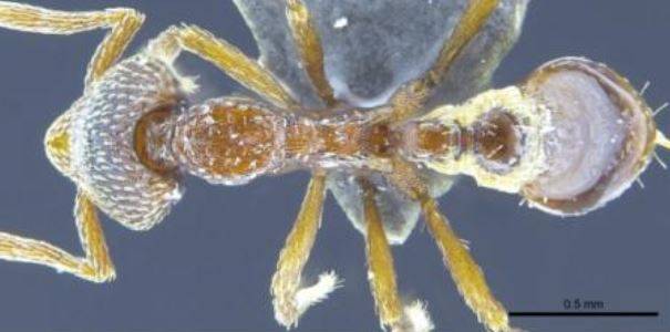 Strumigenys nathistorisoc es la tercera especie nueva para la ciencia. / The University of Hong Kong