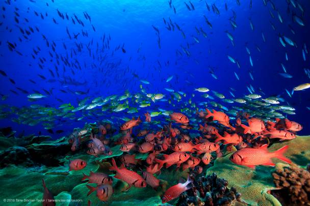 Peces de arrecife y corales con un tiburón en el fondo. / Tane Sinclair-Taylor